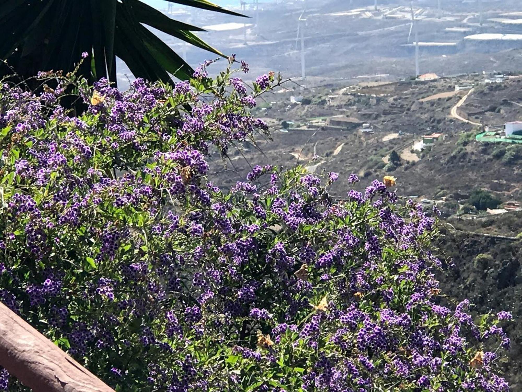 Finca Las Polinarias Casa Cueva En Fasnia Santa Cruz de Tenerife Ngoại thất bức ảnh